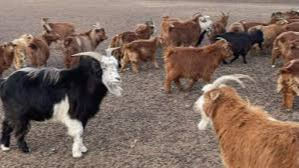 Goat pox spreads in 2 Govi-Altai soums